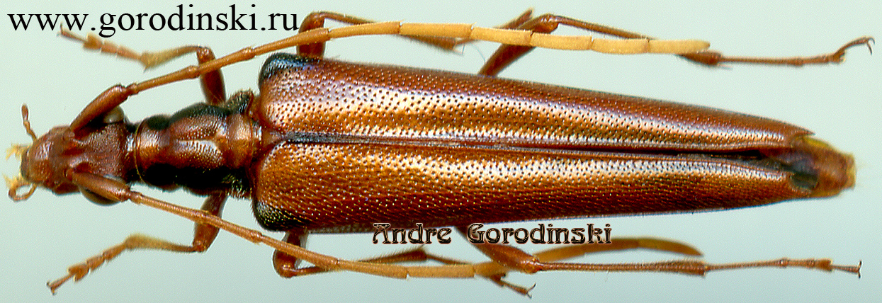 http://www.gorodinski.ru/cerambyx/Eustrangalis latericollis.jpg